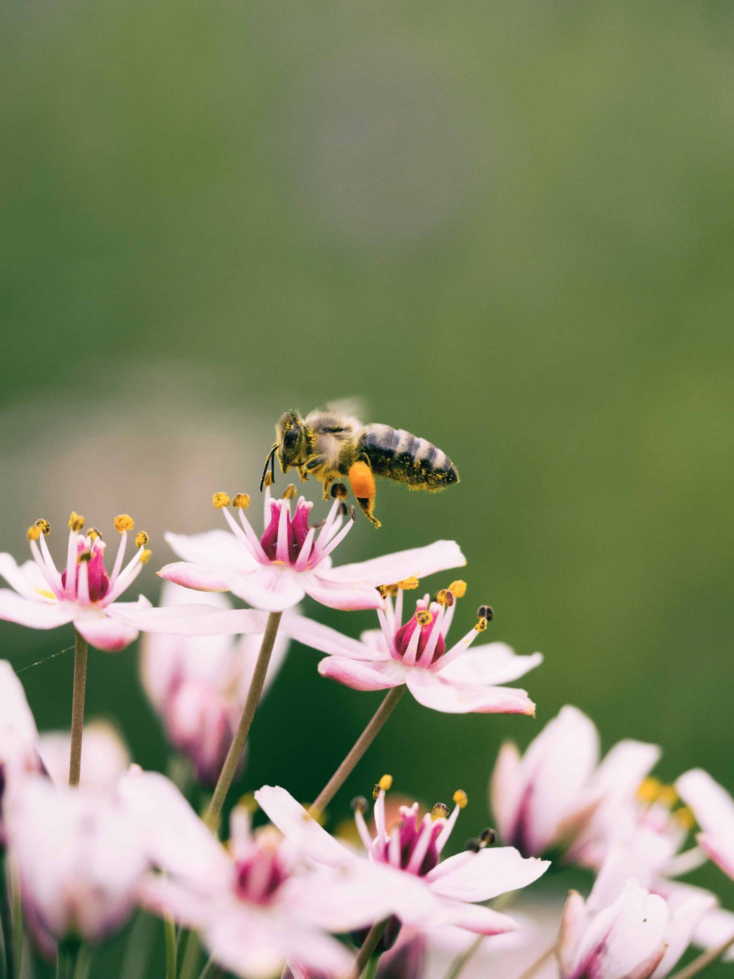 Bee Friendly Plants Find Out What To Plant And Help The Bees Bees4life