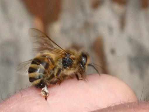 Lợi ích sức khỏe của nọc ong