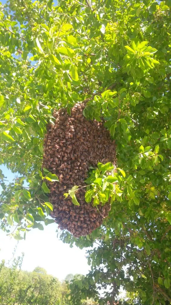bee swarm, swarming of bees, bee colony reproduction