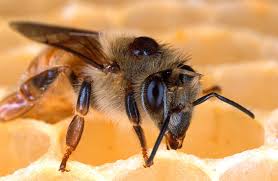 bệnh và kí sinh trên ong