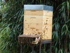 Langstroth bee hive