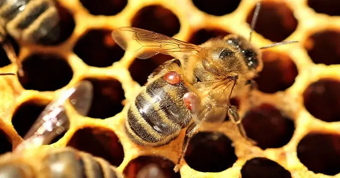 Beekeeping Ecopol Treatment and prevention of varroa & acarapidosis in bees 