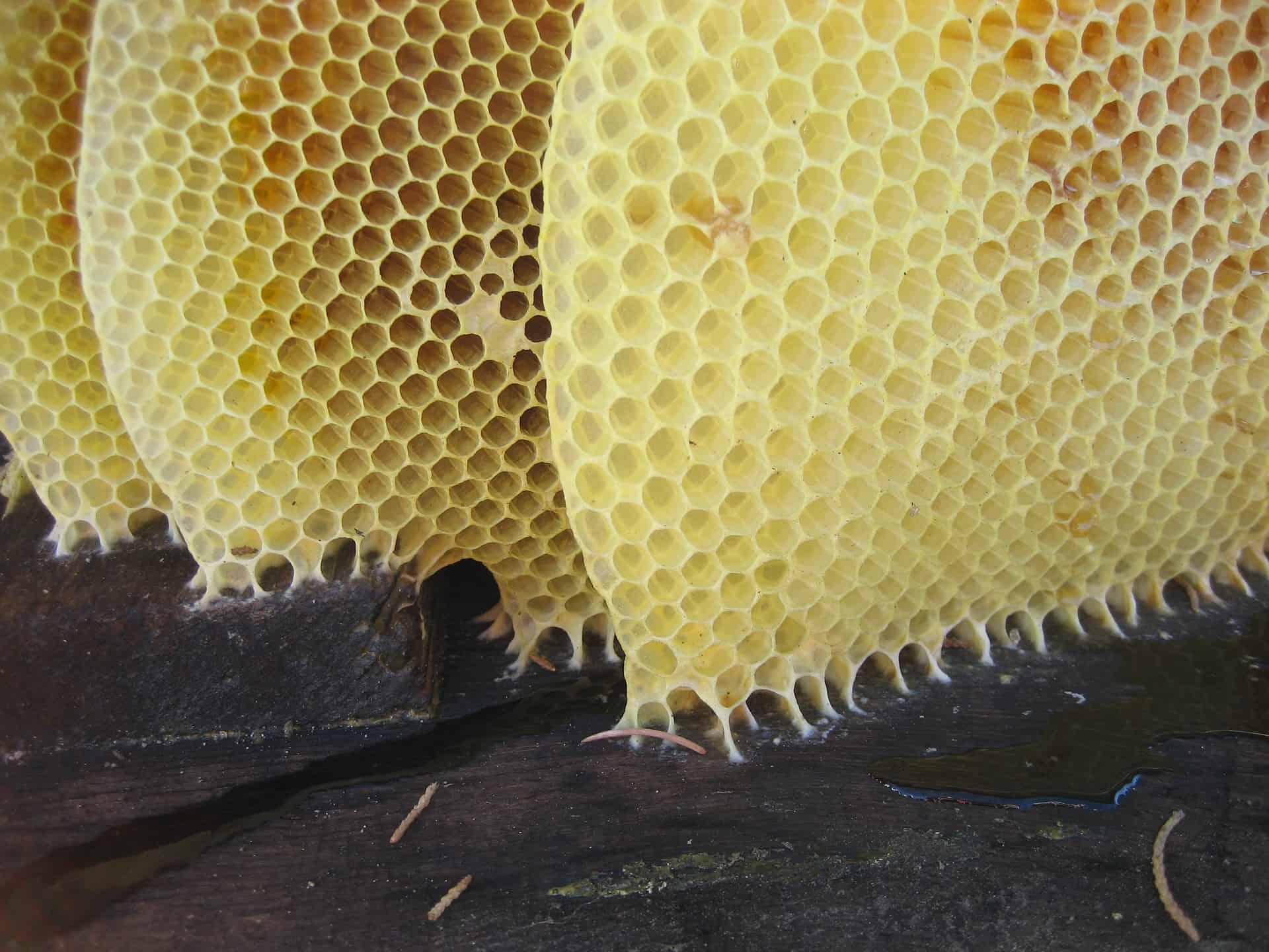 Nutrition of Honeycomb Beeswax