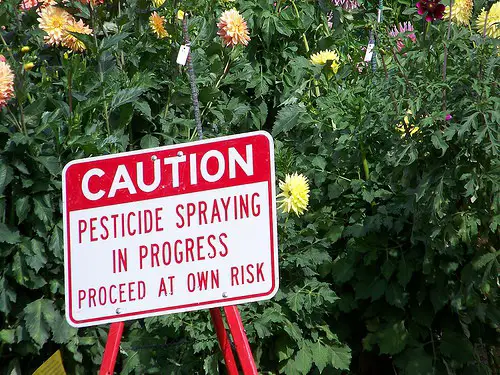 pesticides and bees