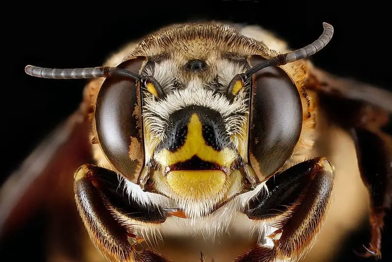 Wie fühlt sich eine Biene?