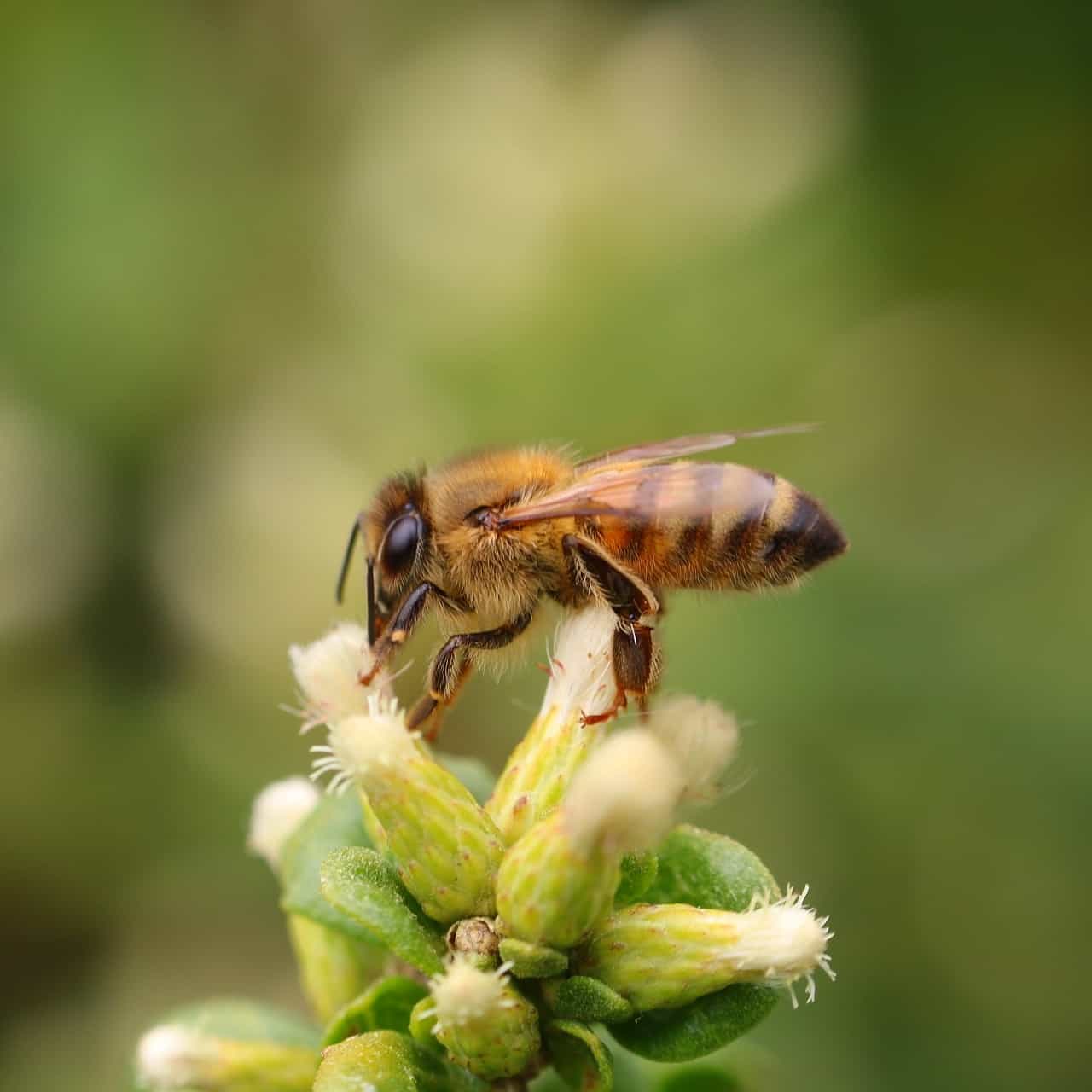 Tại sao ong chết sau khi chích?