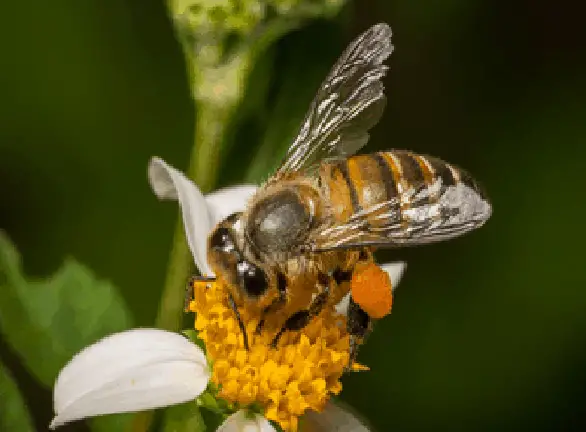 Làm một chú ong chăm chỉ xem thử nhé?