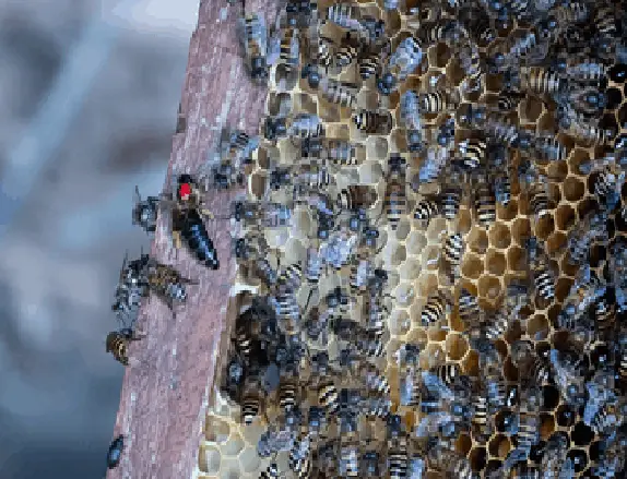 các loại ong mật