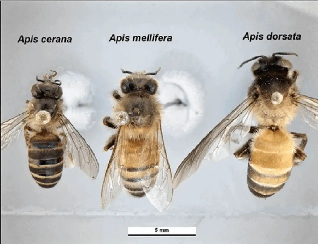 World’s 8 honey bee species