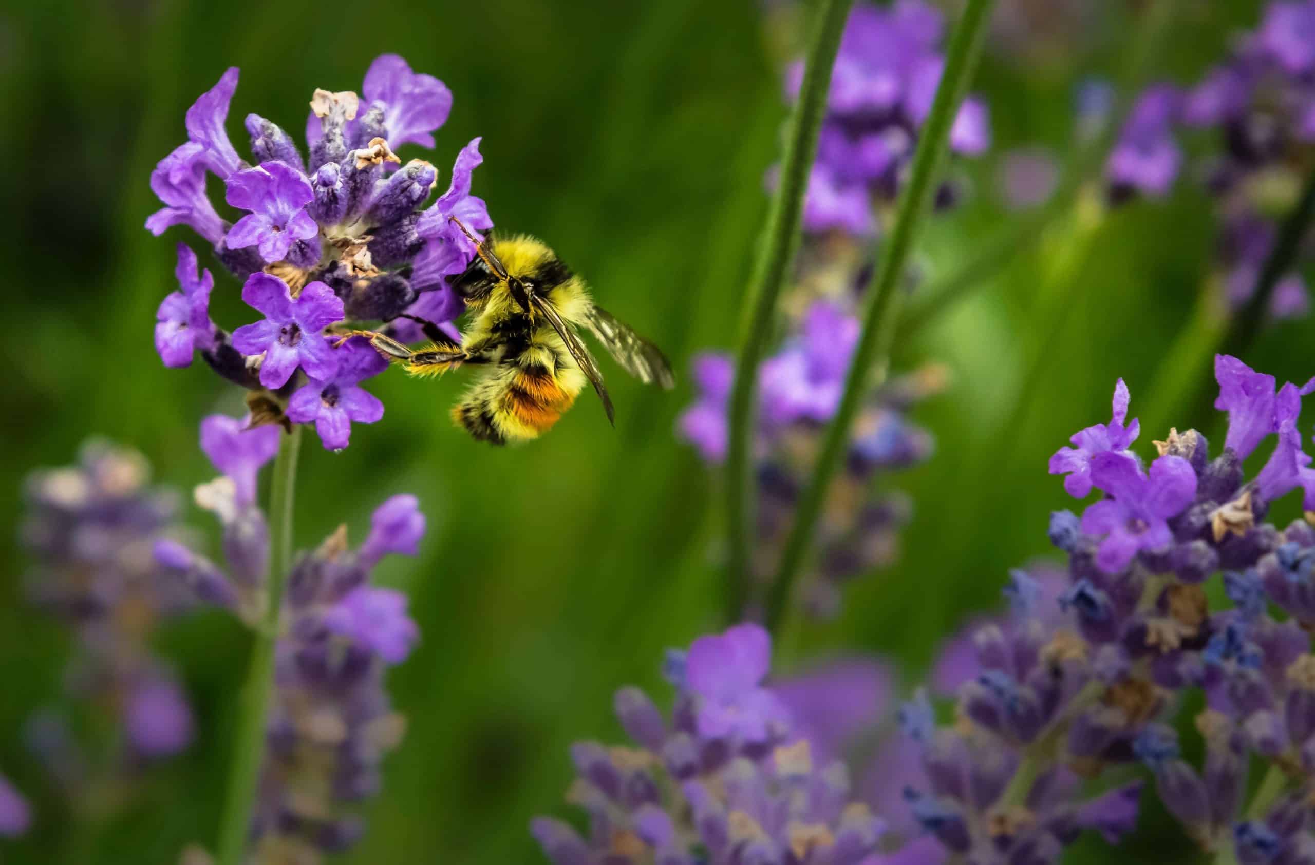 5 ways you can help protect our brilliant bees at home