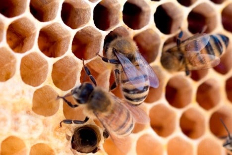 A Beginners Guide to Backyard Beekeeping