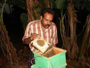 apis cerana beekeeping