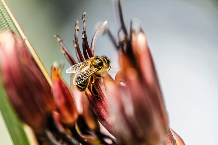 The Effect of Low Bee Populations to Global Food Security and Nutrition