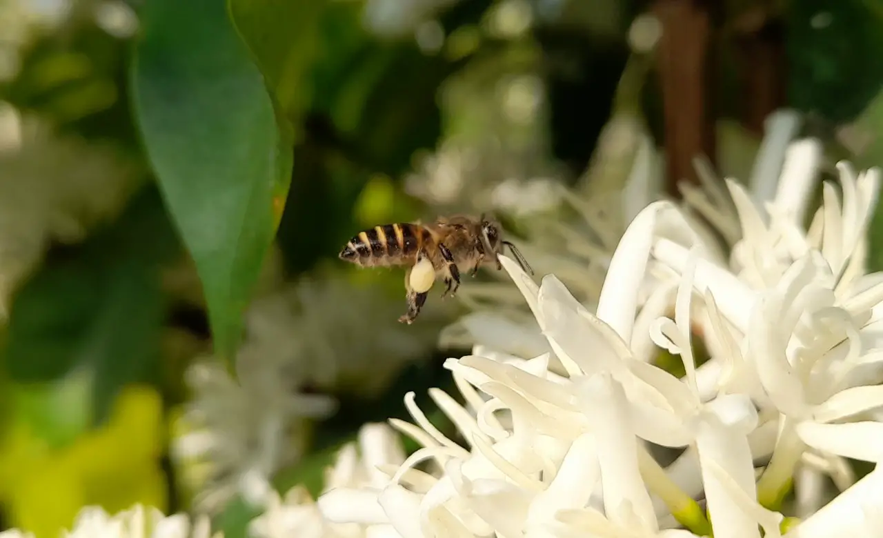 Bee-friendly flowers and plants in Vietnam and SEA