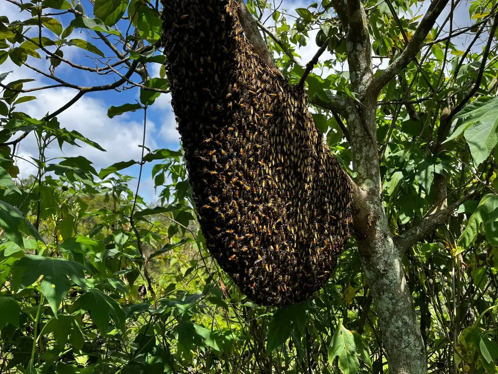 guide-to-bee-swarming-everything-you-should-know-bees4life