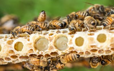 The Truth about Royal jelly