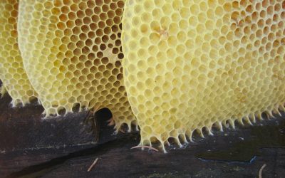 Lợi ích sức khỏe của Sáp ong